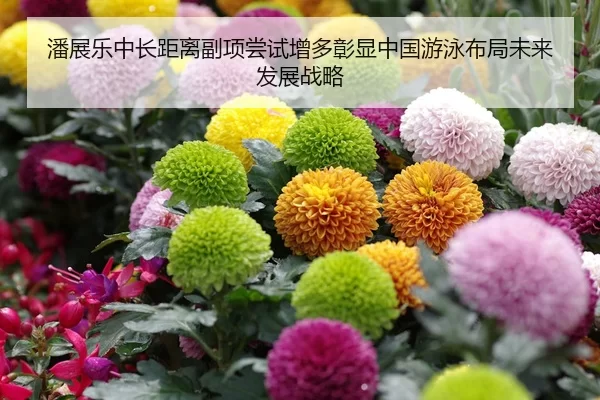潘展乐中长距离副项尝试增多彰显中国游泳布局未来发展战略